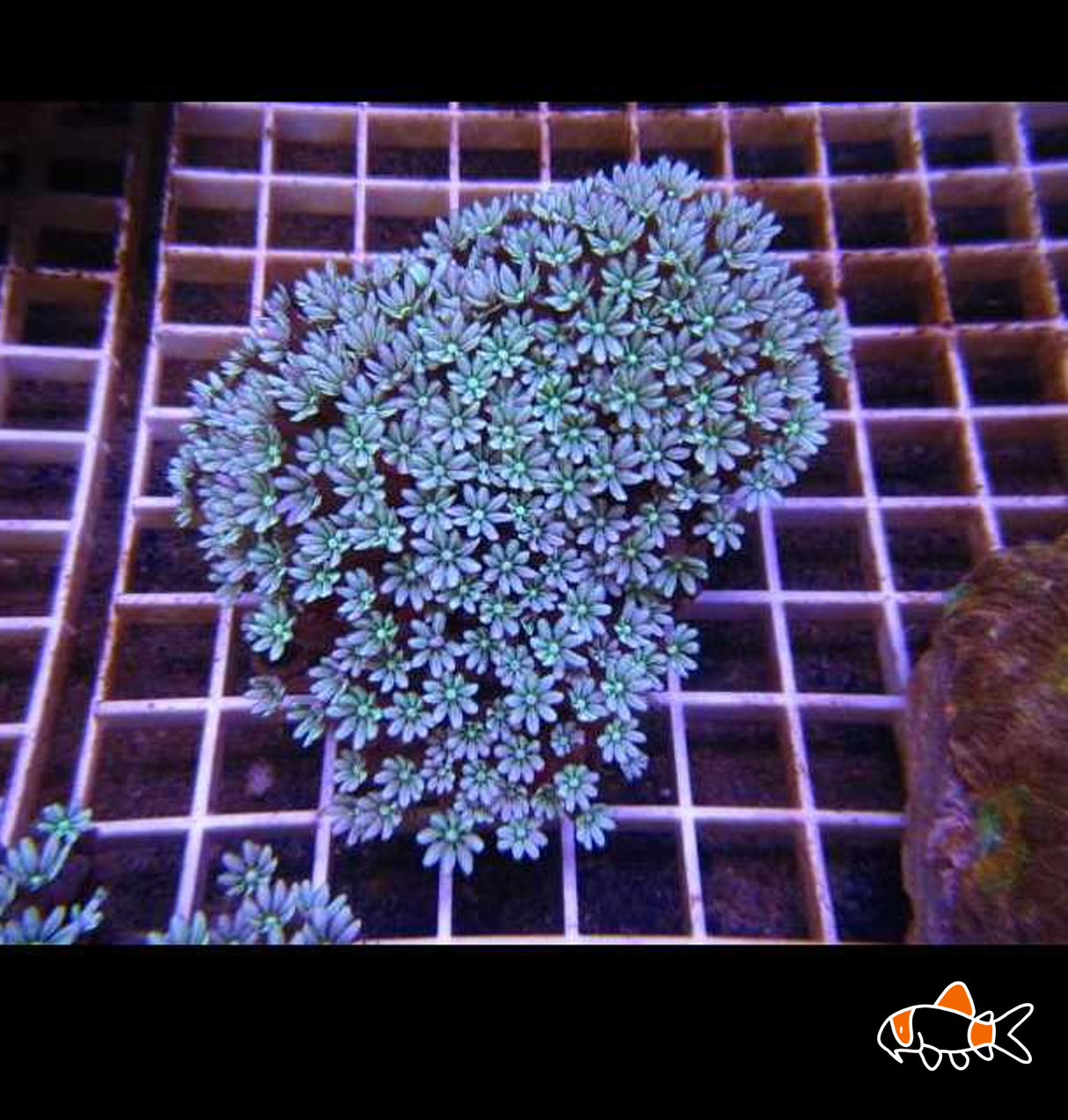 Pipe Organ Coral | Imported