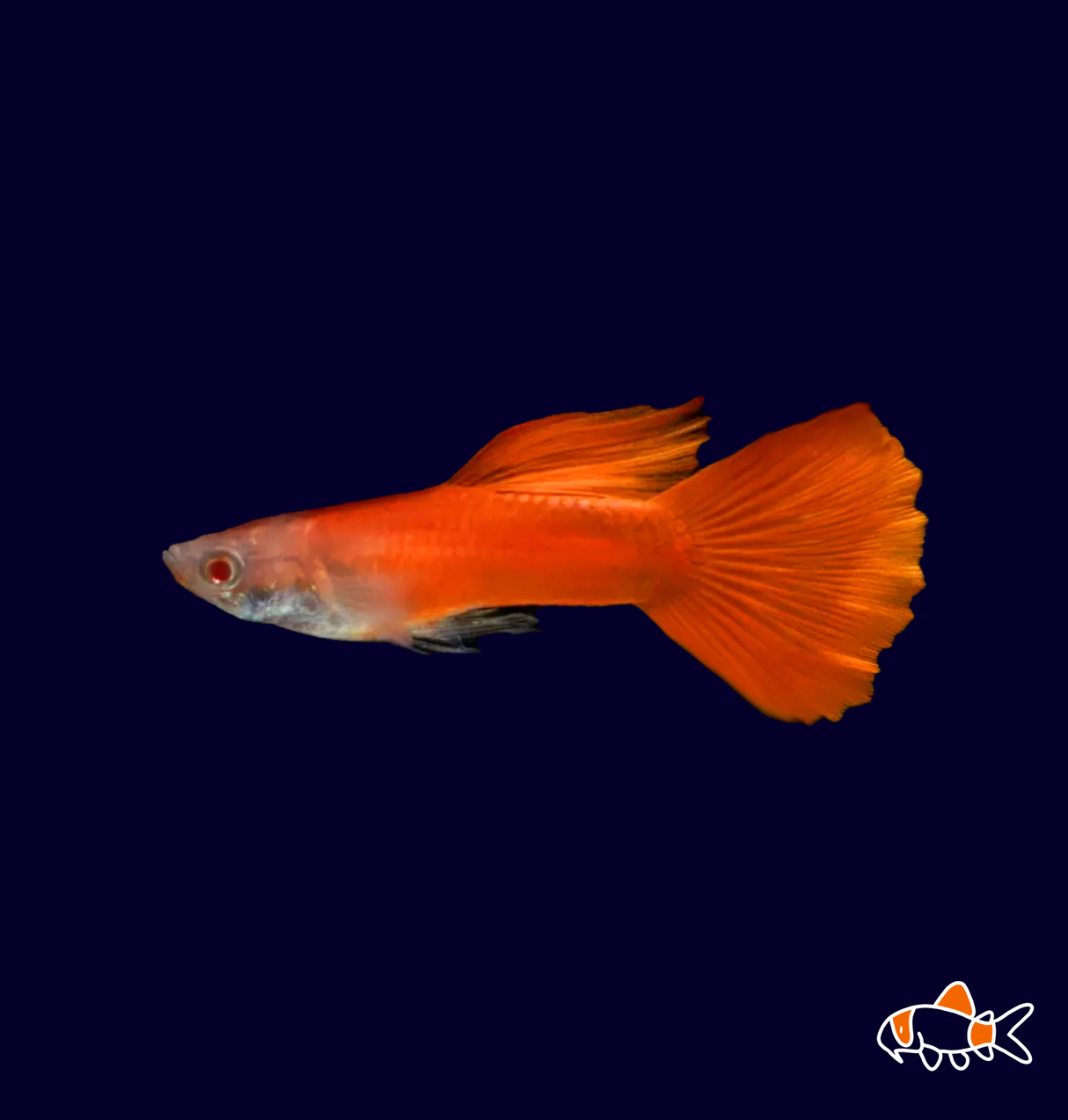 Albino Red Guppy (Poecilia reticulata)