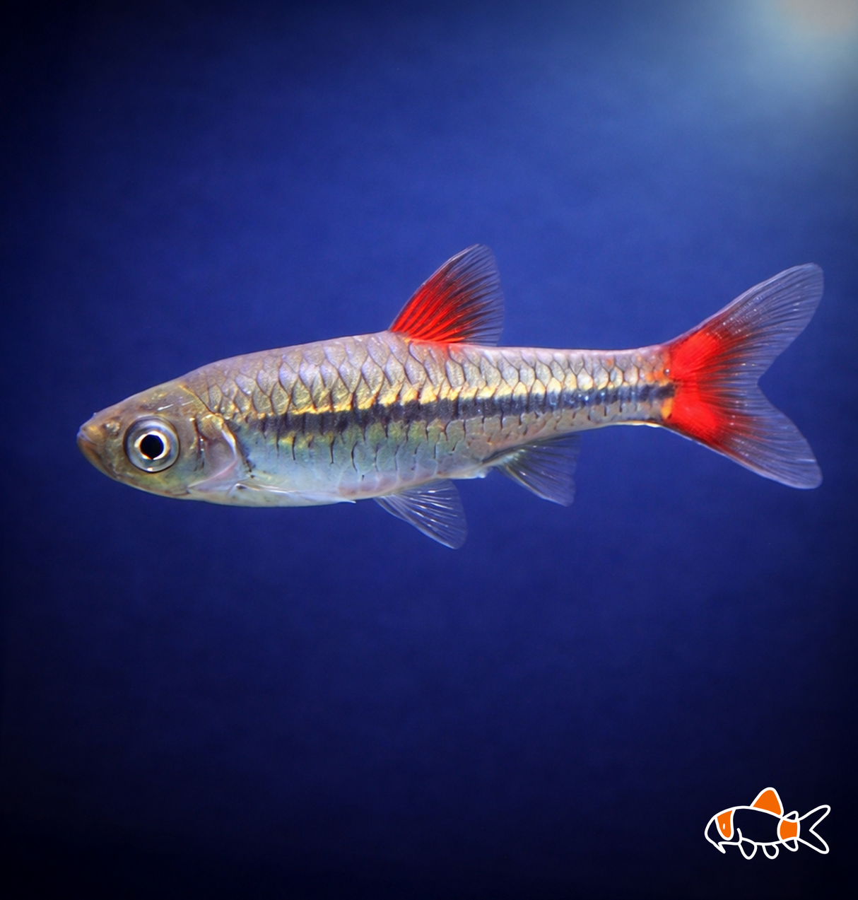Red Fin Rasbora | Imported