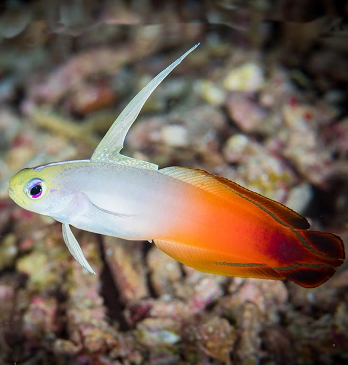 Red Firefish (Nemateleotris magnifica)