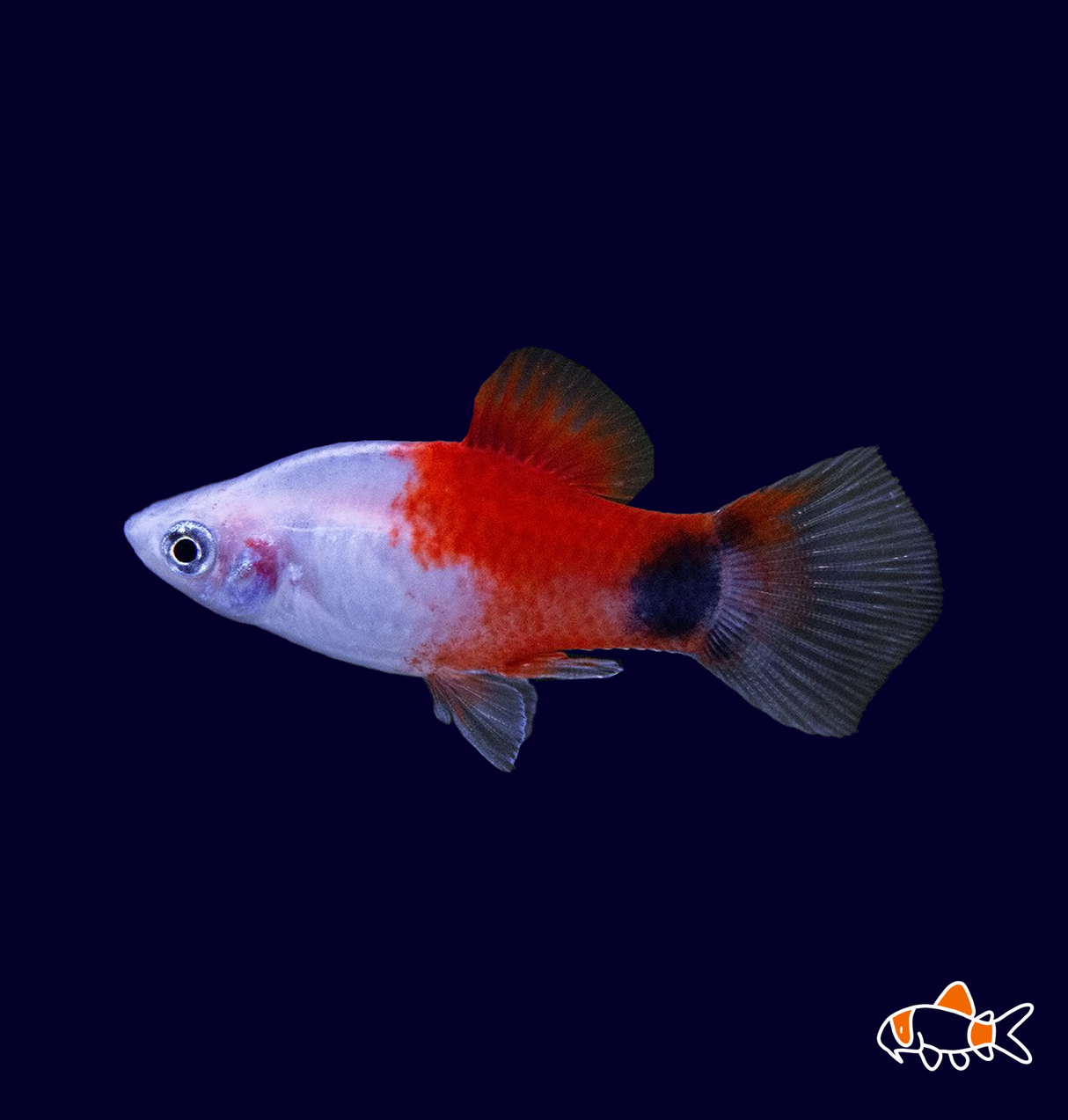 Red Top Silver Mickey Mouse Platy (Xiphophorus maculatus) | Imported