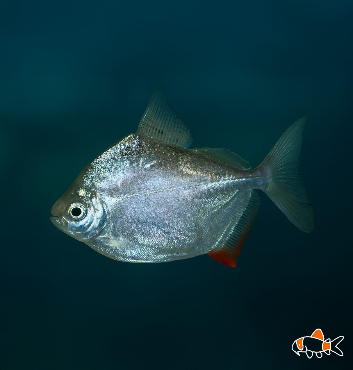 Silver Dollar Tetra | Imported