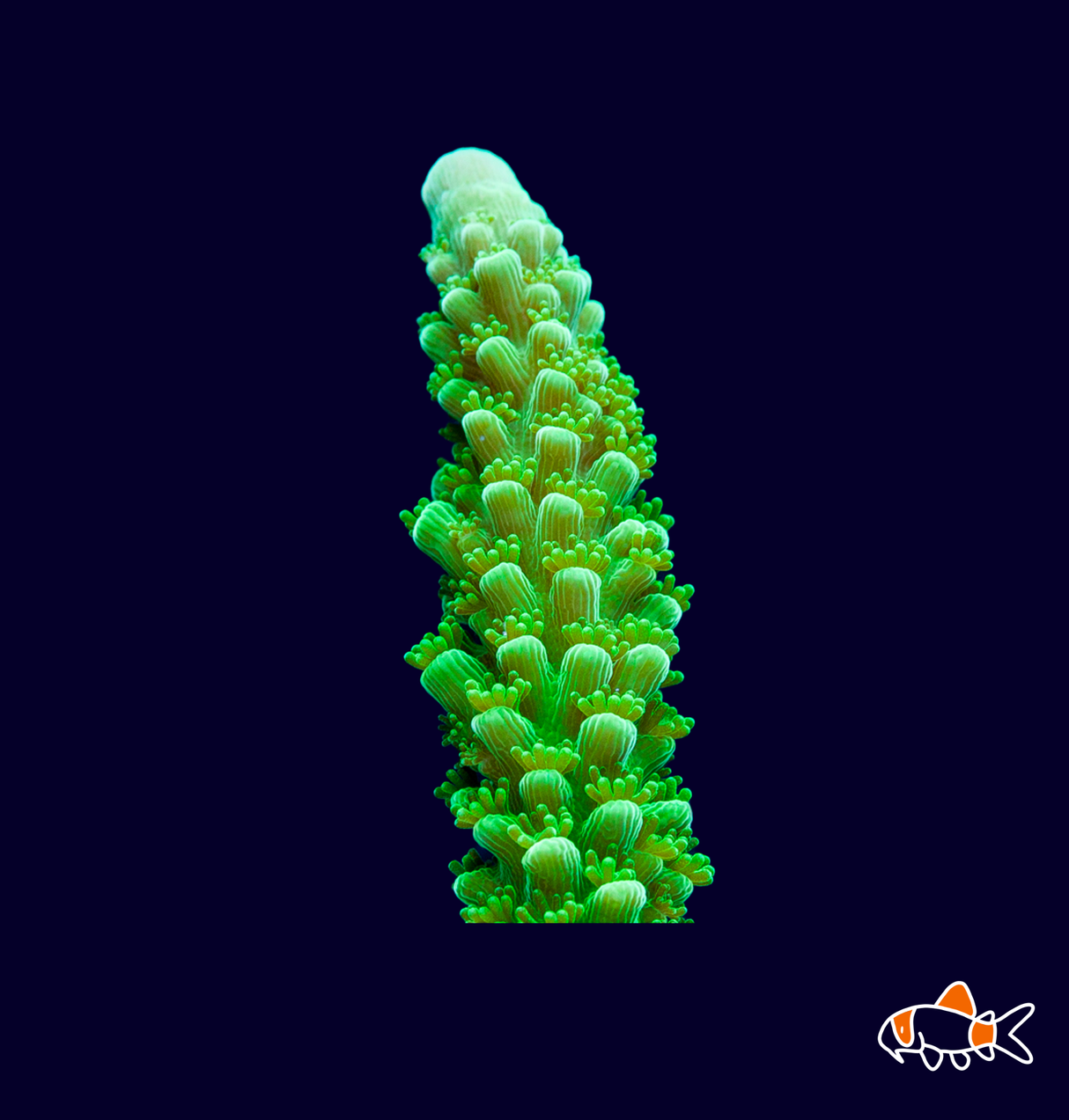 Green Bali Slimmer - Frag