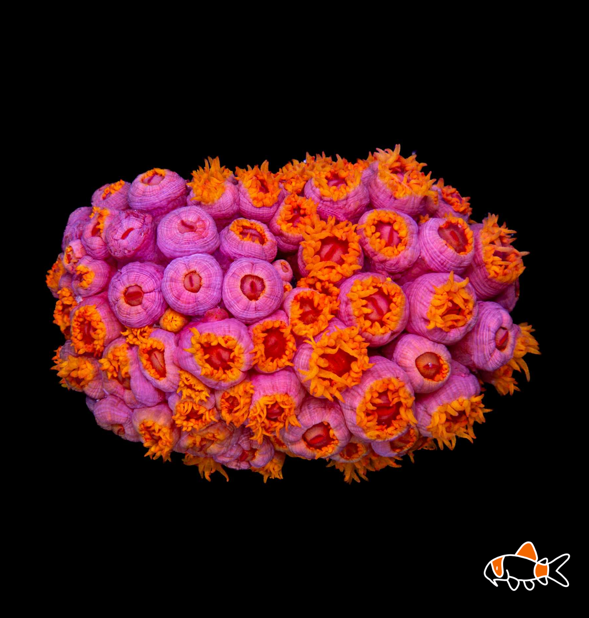 Sun Coral | Imported