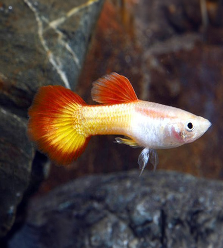 Sunset Guppy (Poecilia Reticulata) | Imported