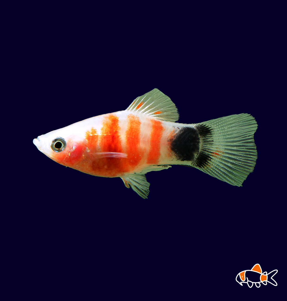Tiger Mickey Mouse Platy (Xiphophorus maculatus)