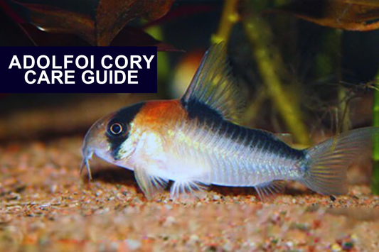 Ultimate Care Guide for Your Adolfoi Cory