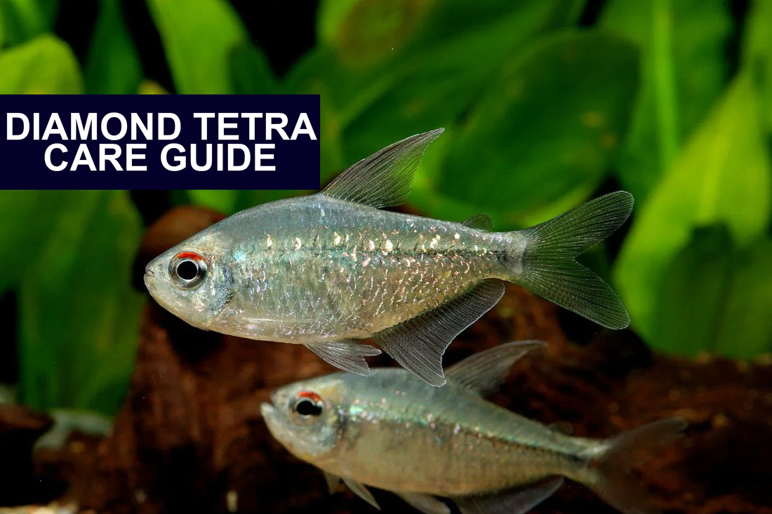 Shine Bright Like a Diamond Tetra