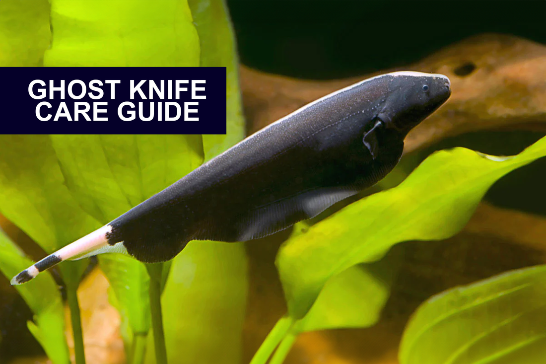 How to Keep Your Black Ghost Knife Healthy and Happy