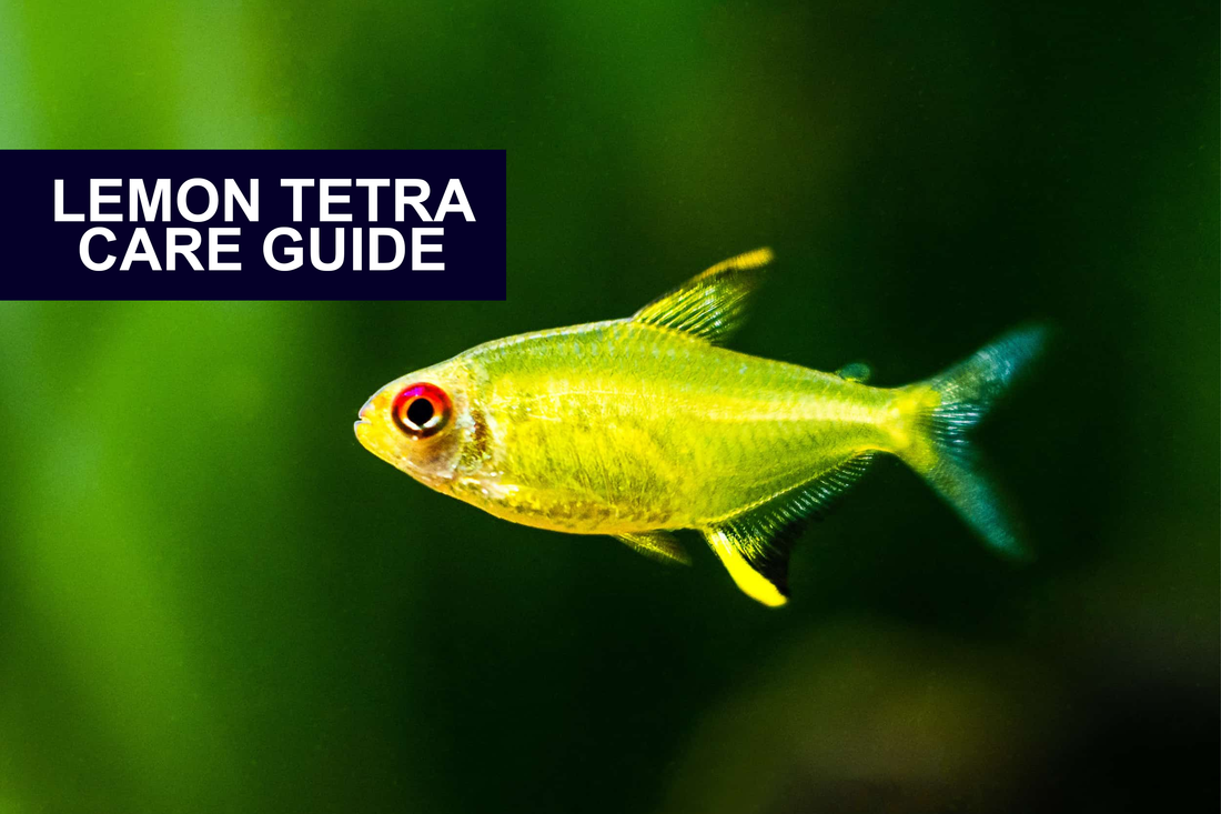 Lemon Tetras: the ins and outs.