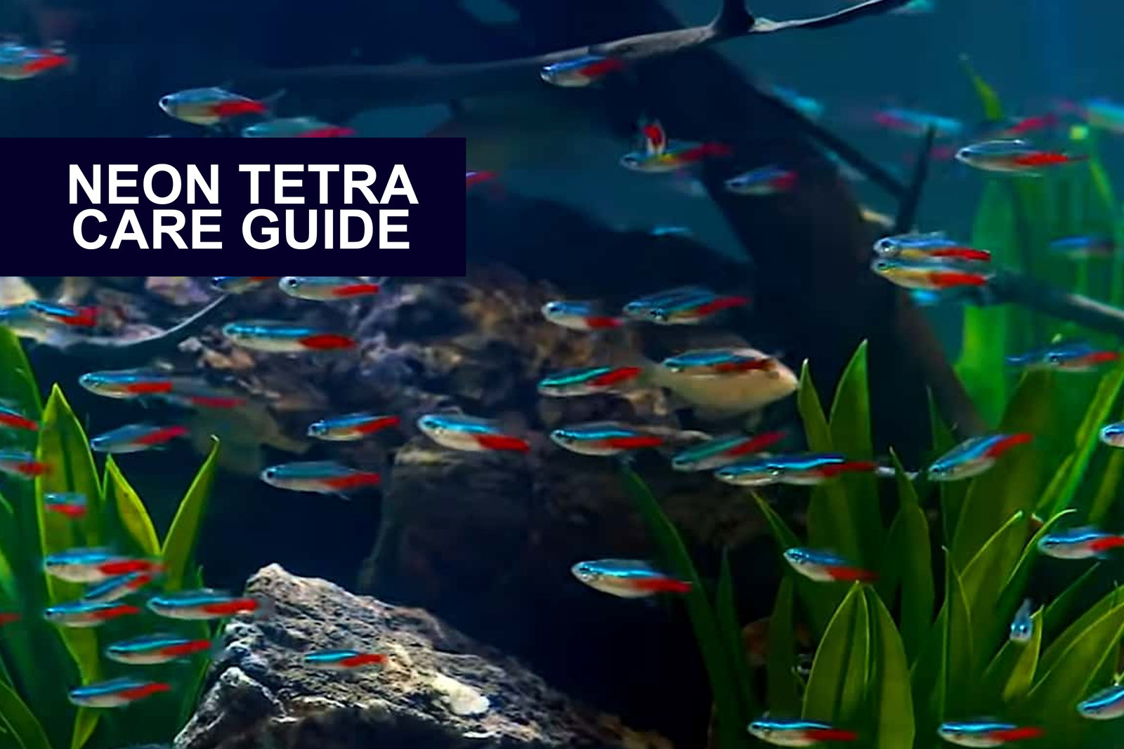 Neon Tetra, your first fish?