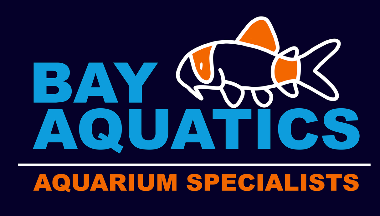 Bay Aquatics Insider