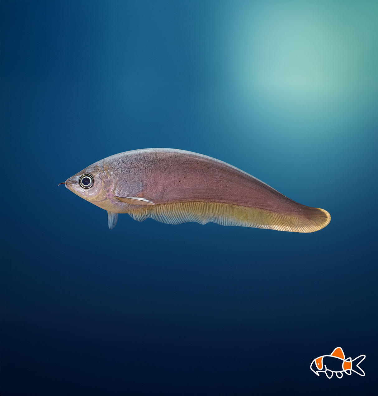 African Knife Fish | Imported