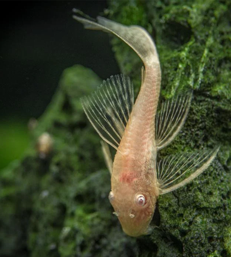 Albino Long Fin Bristlenose