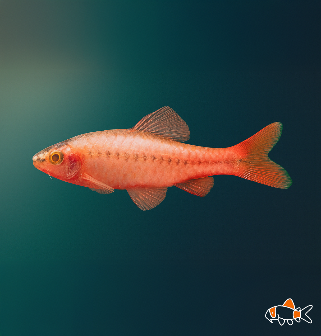 Albino Cherry Barb | Imported