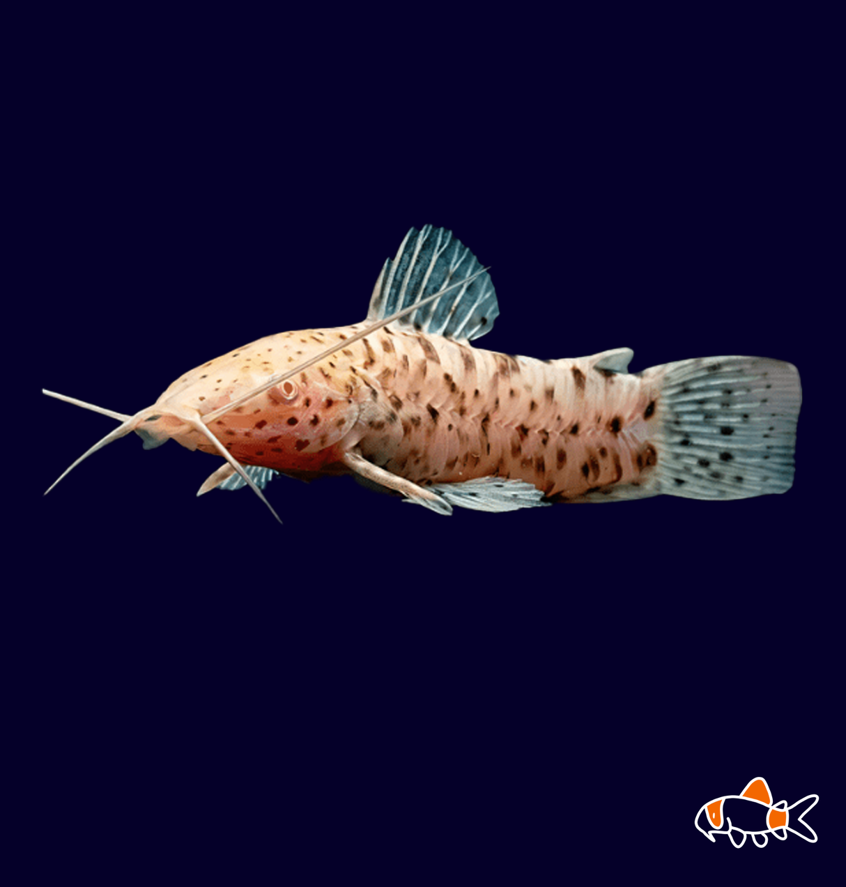 Albino Hoplo Catfish (Hoplosterum thoracatum)