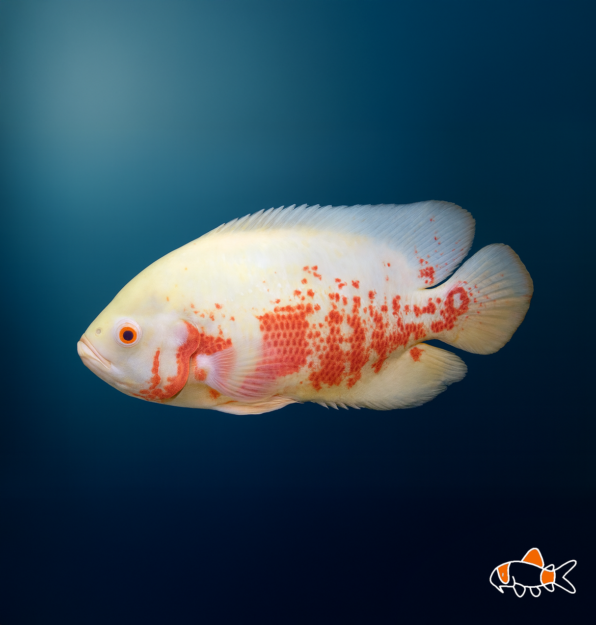 Albino Red Tiger Oscar | Imported