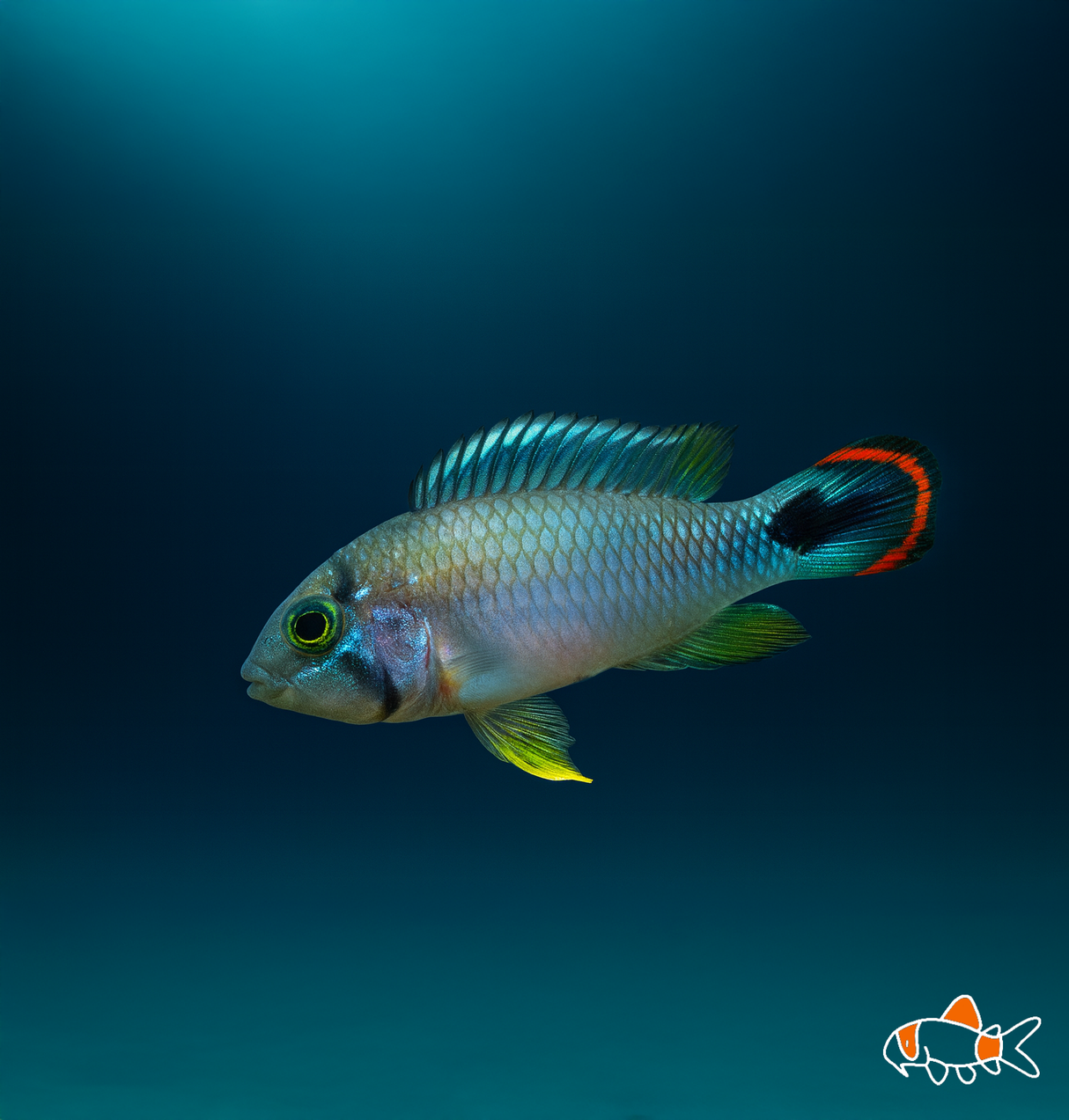 Apistogramma Panduro | Imported