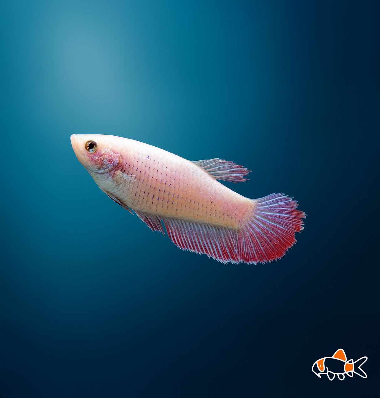 Assorted Female Betta  | Imported