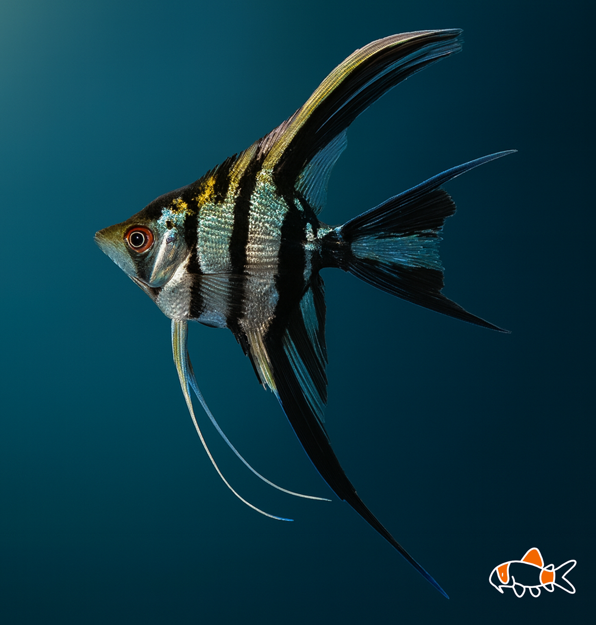 Assorted Veil tail Angel | Imported