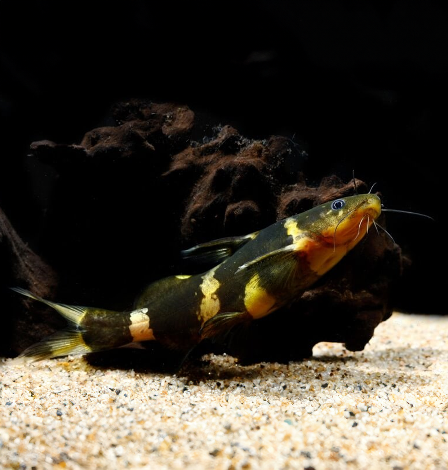 Bumble Bee Catfish (Pseudomystus siamensis)