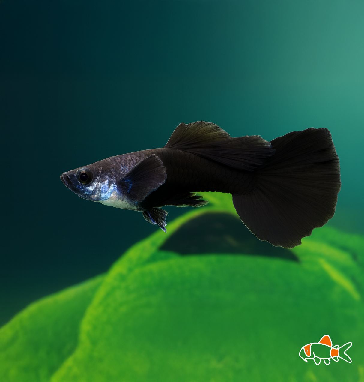 Black Guppy | NZ Bred