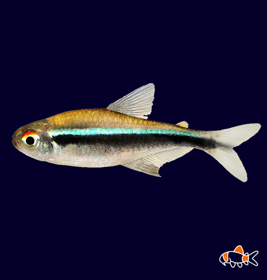 Black Neon Tetra