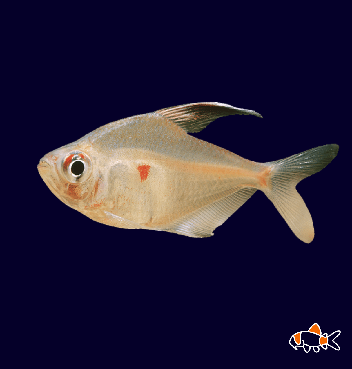 Bleeding Heart Tetra (Hyphessobrycon Erythrostigma)
