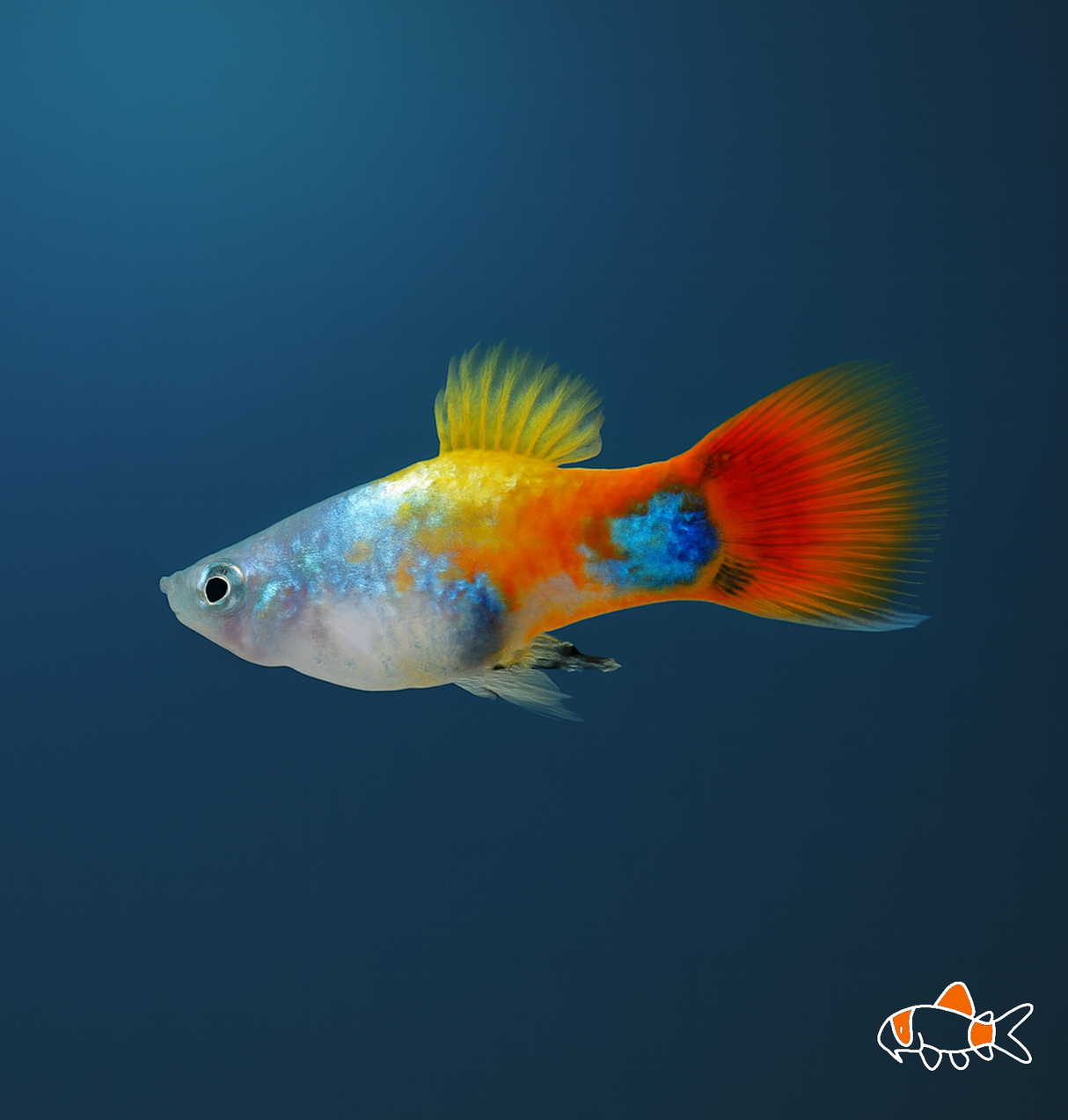 Blue Butterfly Mickey Mouse Platy | Imported
