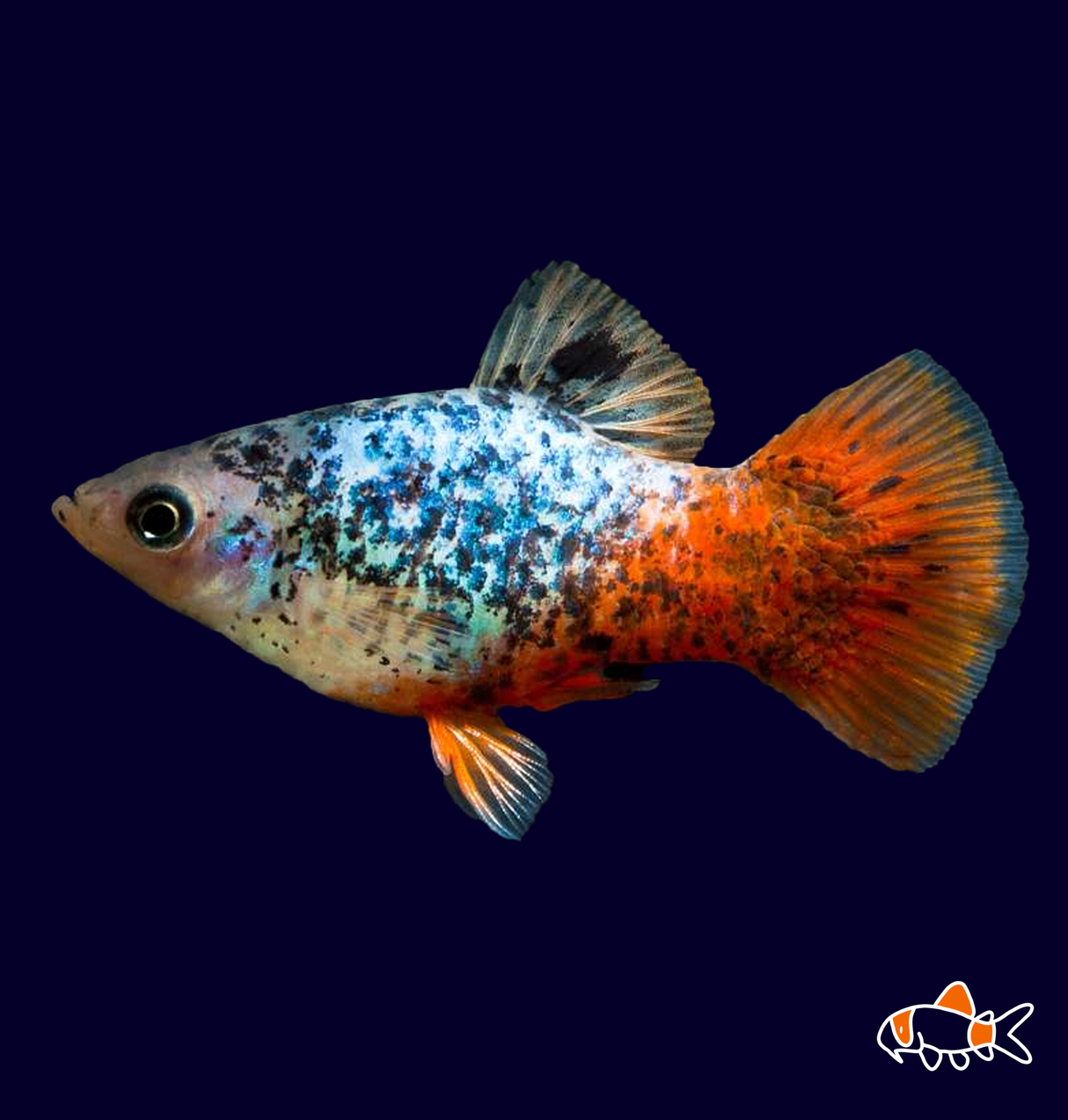 Blue Mountain Calico Platy (Xiphophorus maculatus)