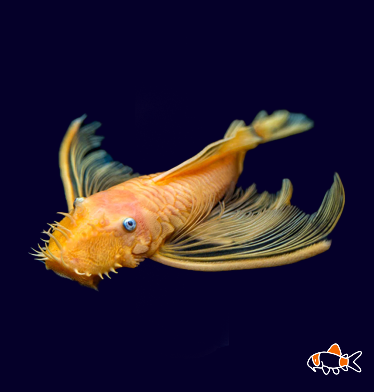 Blue Eyed Lemon Long Fin Bristlenose