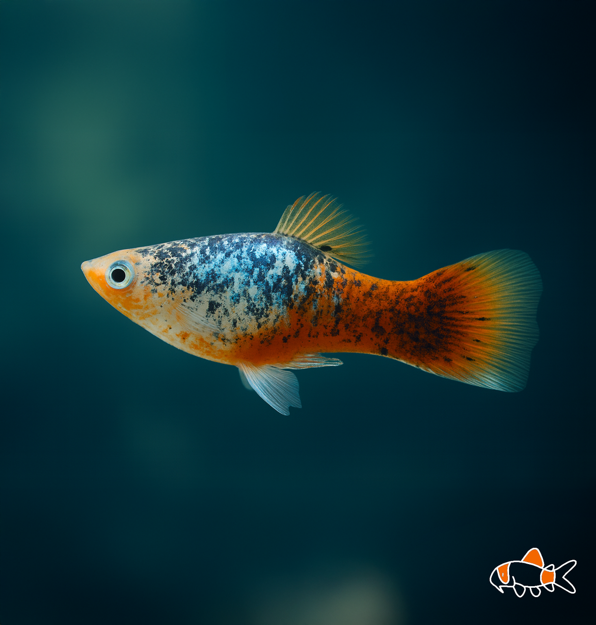Blue Mountain Calico Platy | Imported