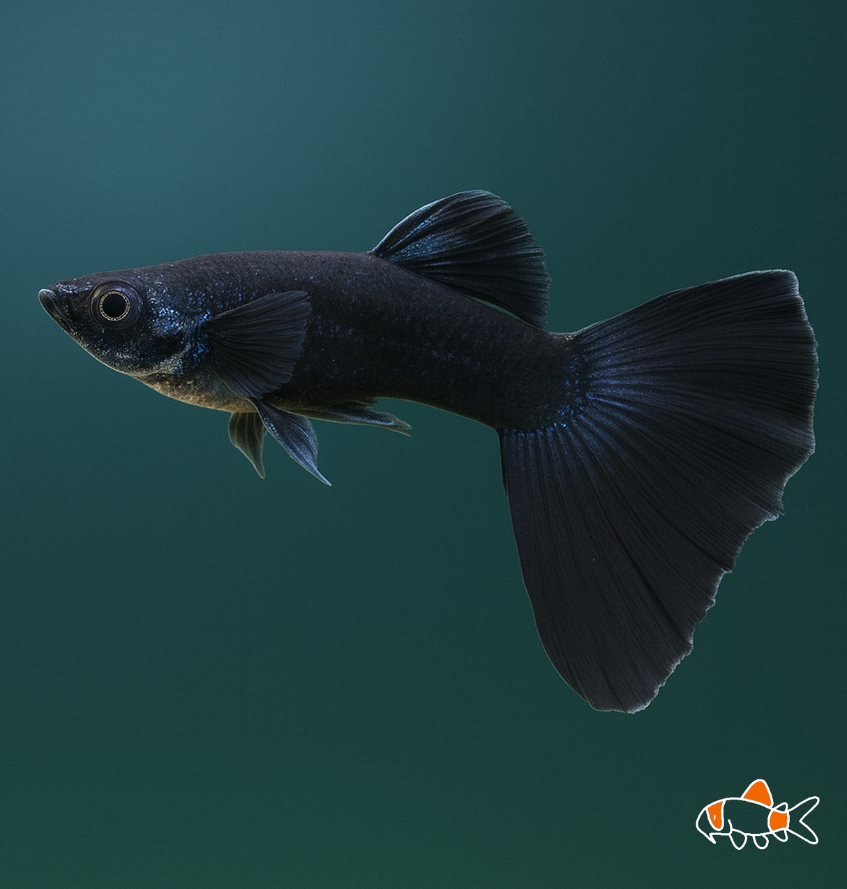 Blue Tarzan Guppy | Import
