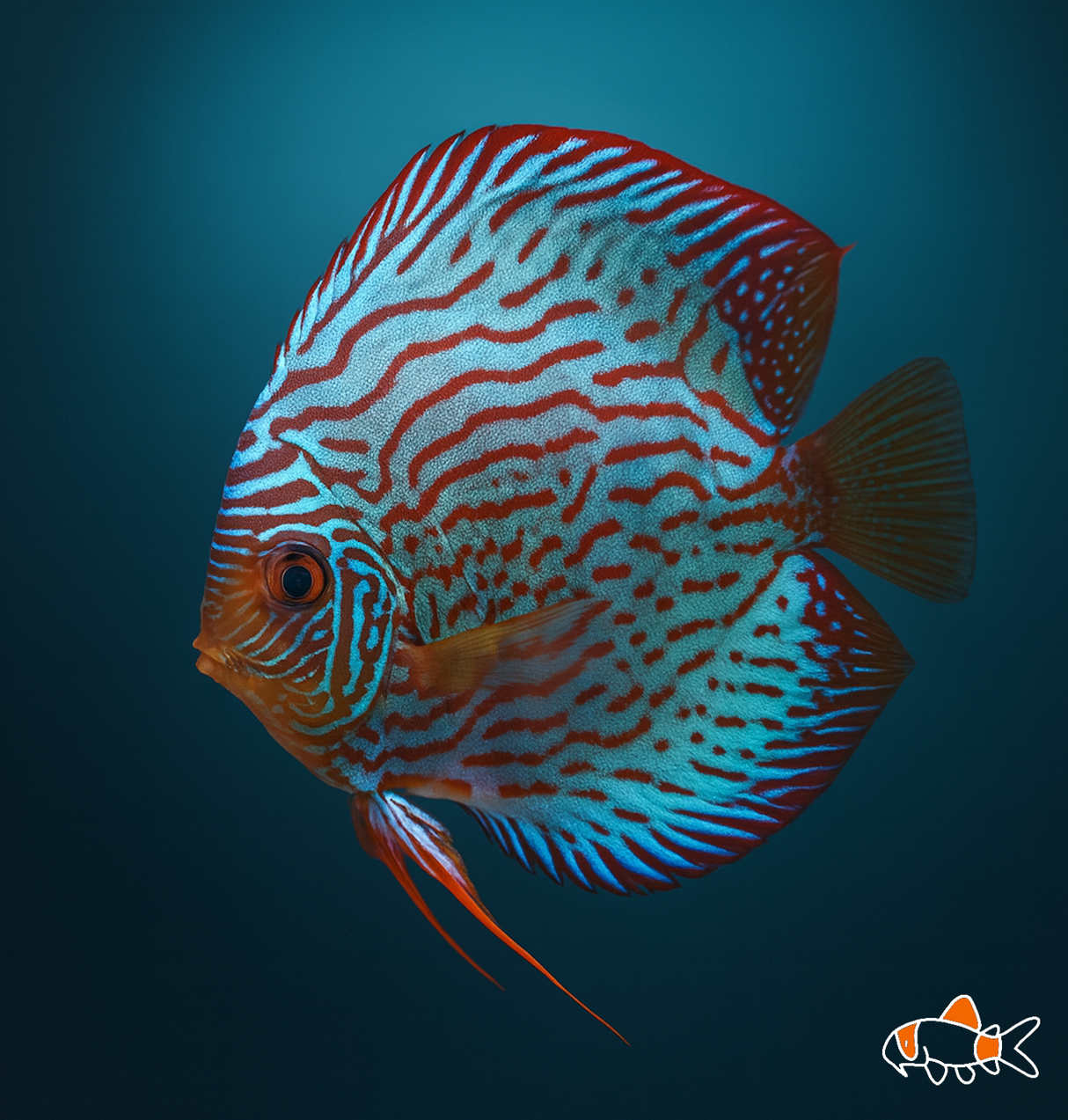 Blue Turquoise Discus | Imported