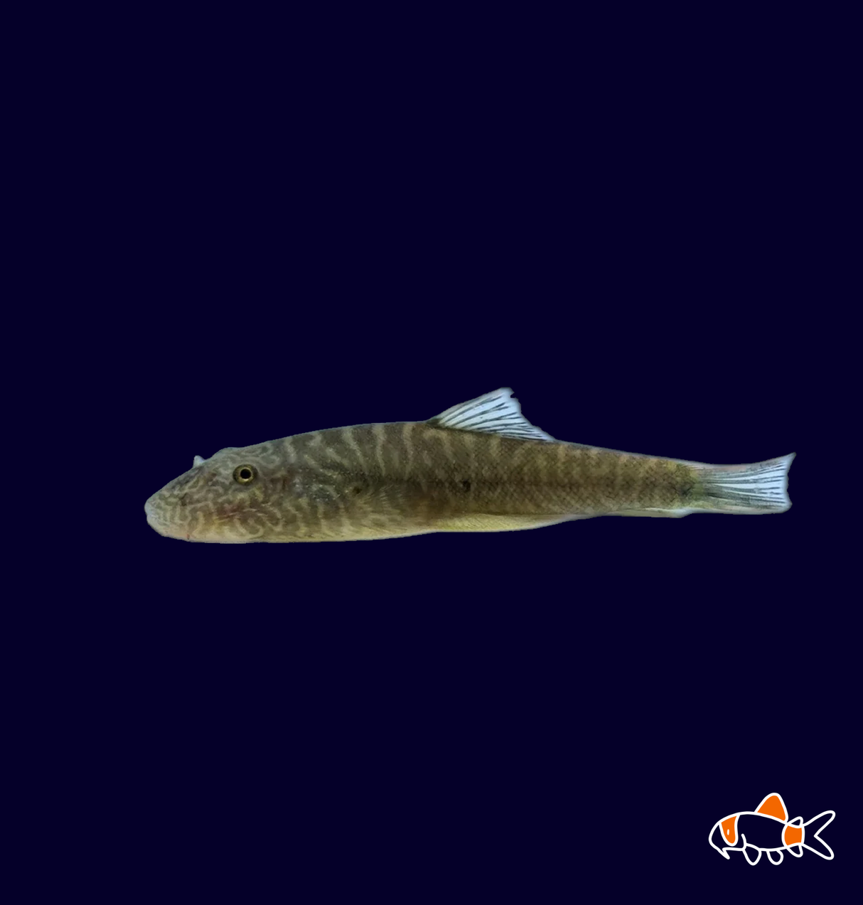 Bluetail Myers Hillstream Loach (Gastromyzon Punctulatus) | Imported