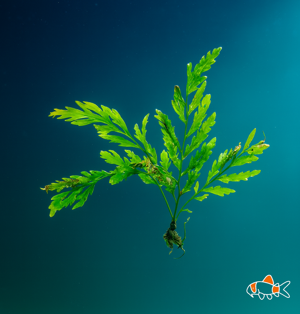 Bolbitis - African Water Fern