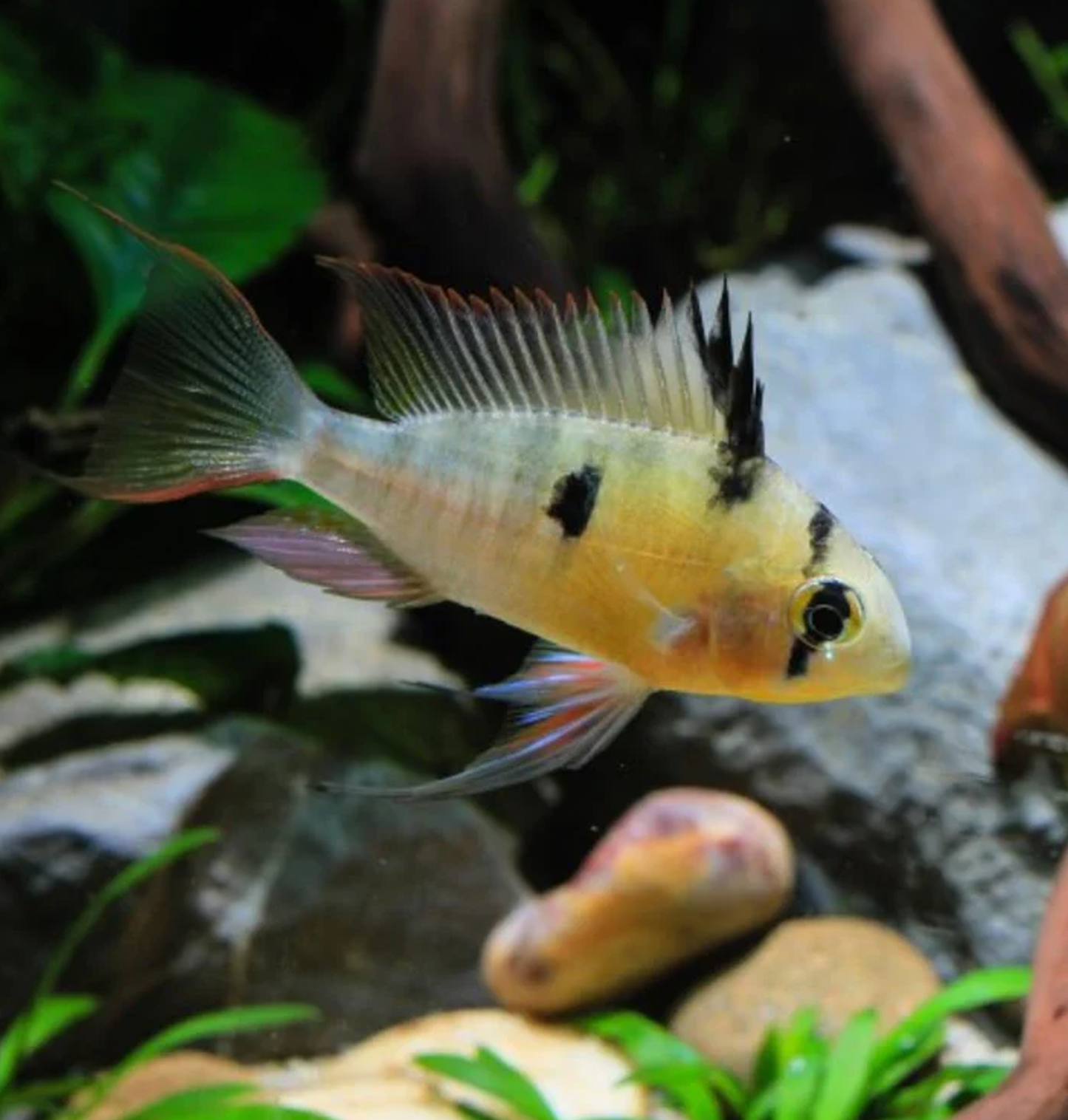 Bolivian Ram