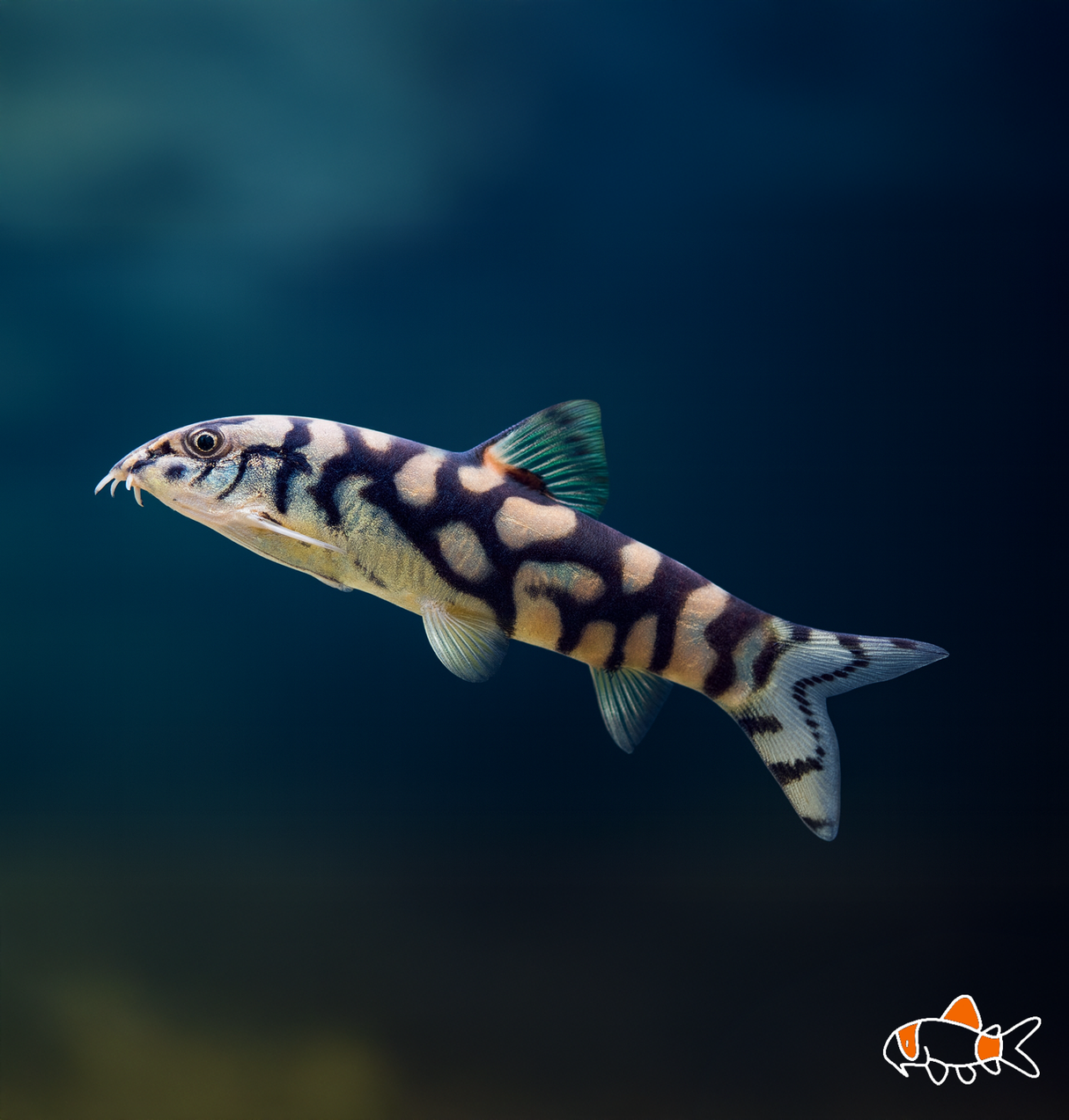 Botia Lohachata | Imported