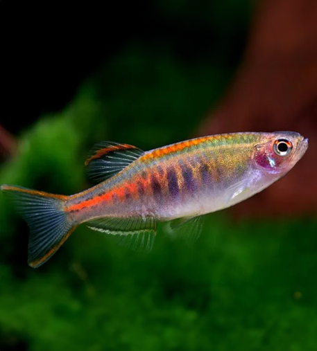 Burmese Glowlight Danio | Bay Aquatics | Tauranga | New Zealand