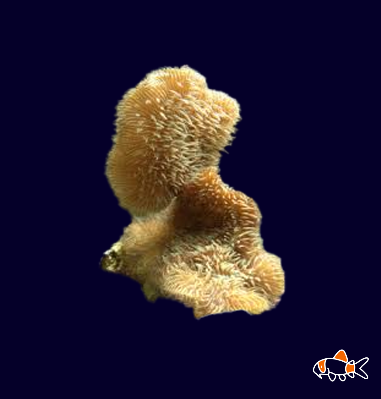 Cactus Coral - Frag