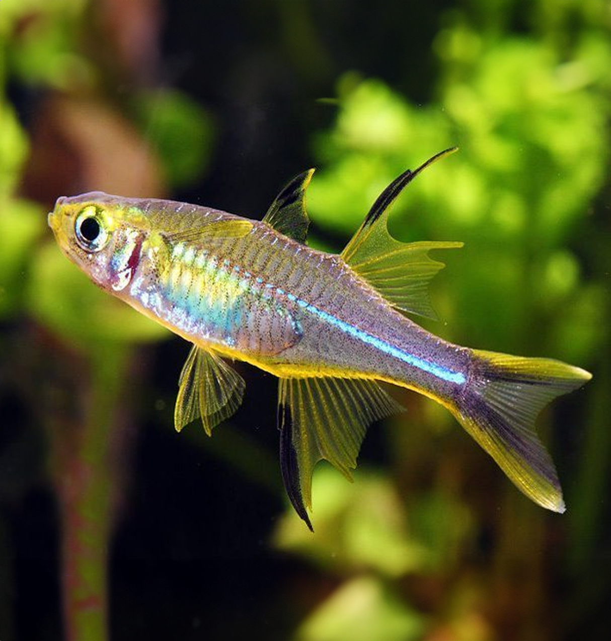 Celebes Rainbow (Telmatherina Ladigesi)