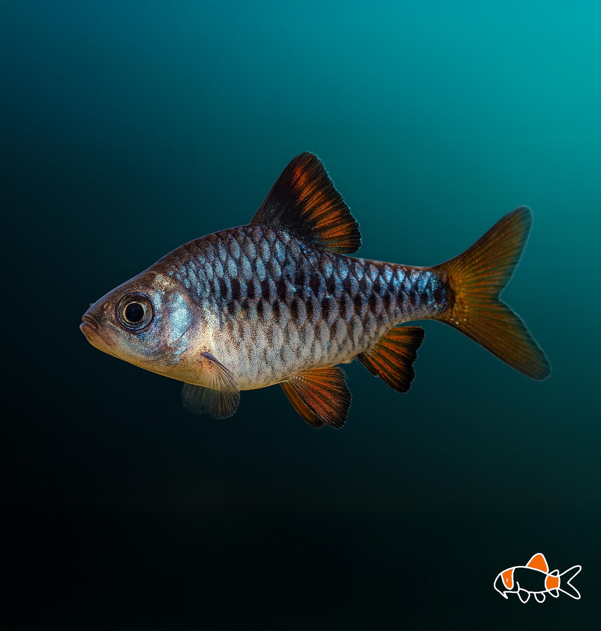Checkered Barb | Imported