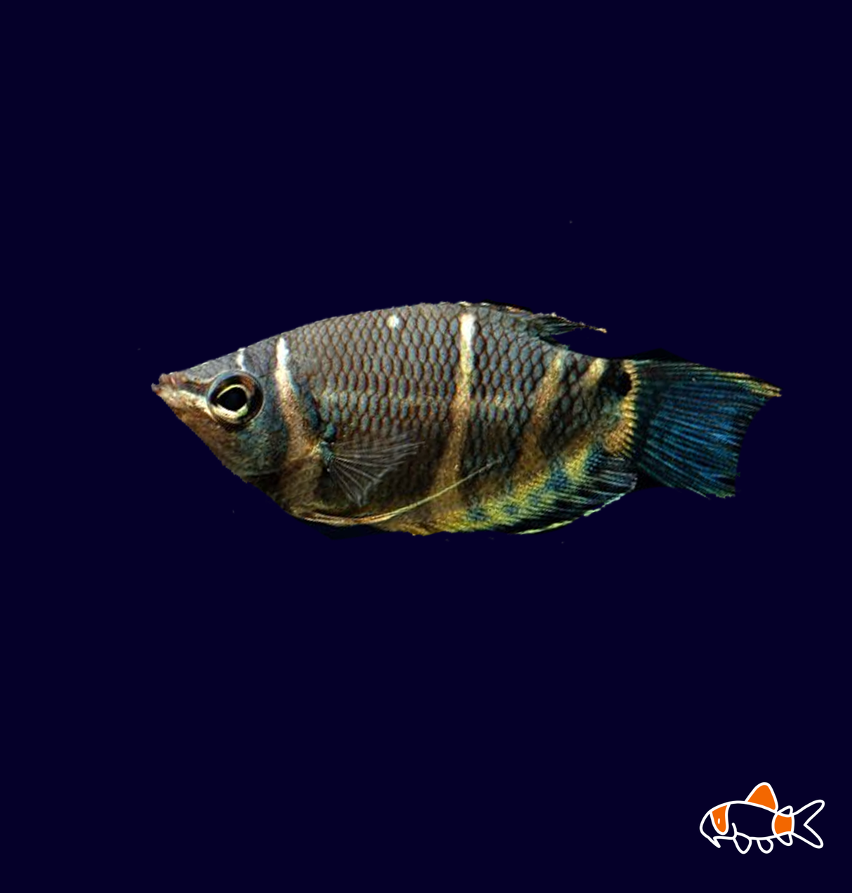 Chocolate Gourami (Sphaerichthys Vaillanti) | Imported
