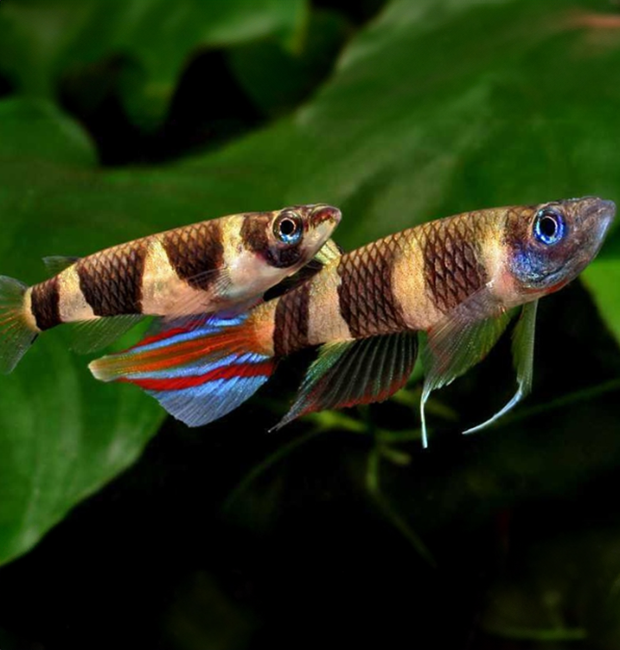 Clown Killi (Pseudepiplatys Annulatus)