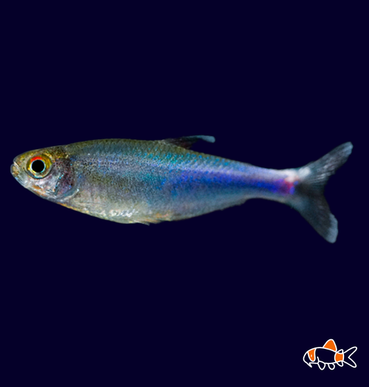 Cochu Blue Tetra