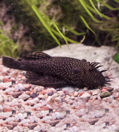 Common Bristlenose