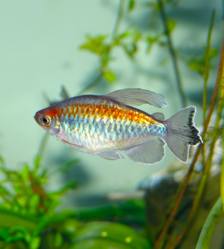 Congo Tetra