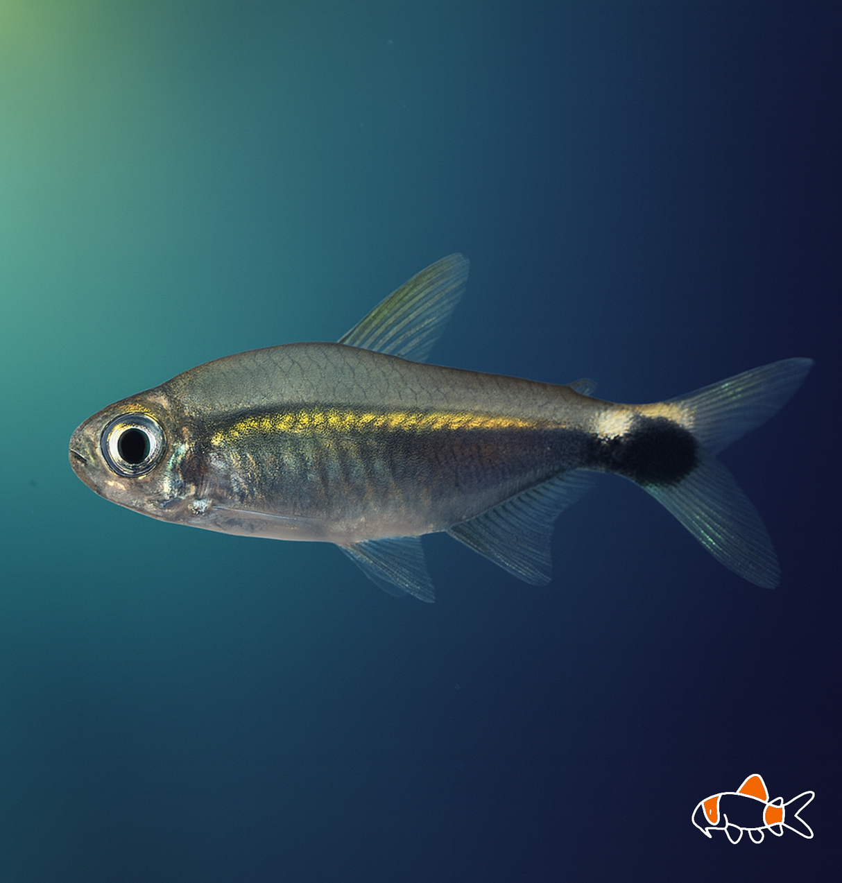 Costello Tetra | Imported