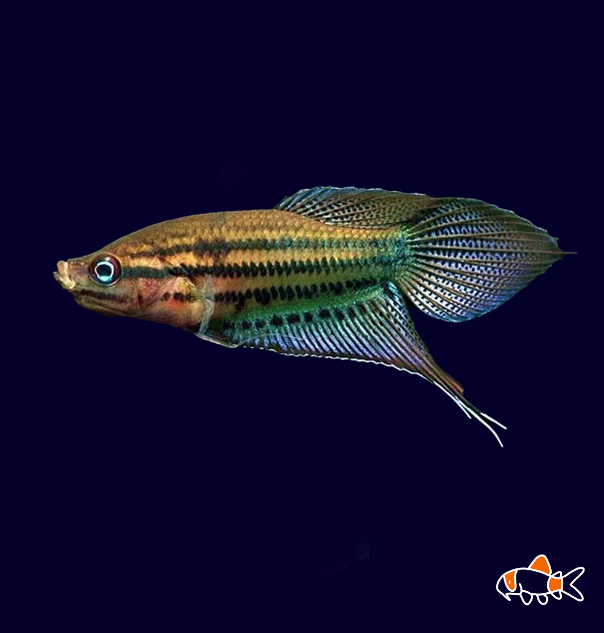 Croaking Gourami (Trichopsis Vittata)