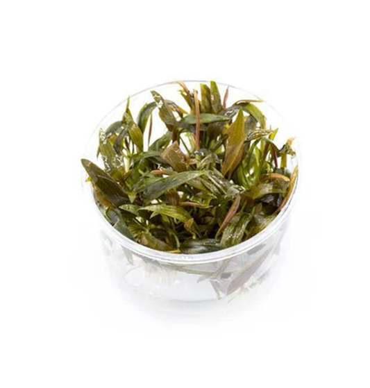 Cryptocoryne Beckettii - Tissue Culture